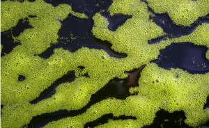 pond algae