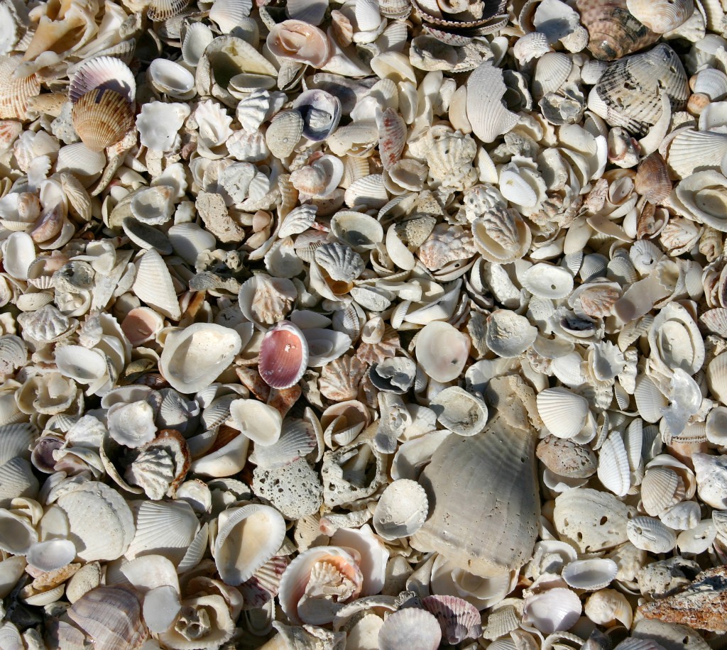 shell beach