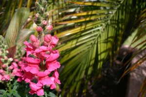 pink snapdragon, unlatered