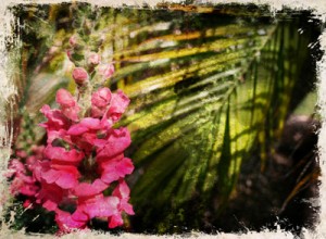 pink snapdragon with grunge and aging