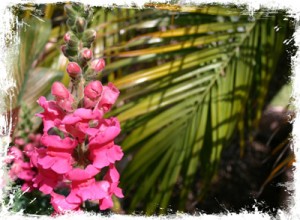 pink snapdragon