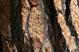 bark-of-redwood-tree
