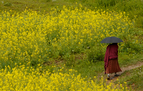 Tibetan Buddhist monk