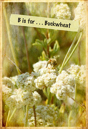 buckwheat and bee