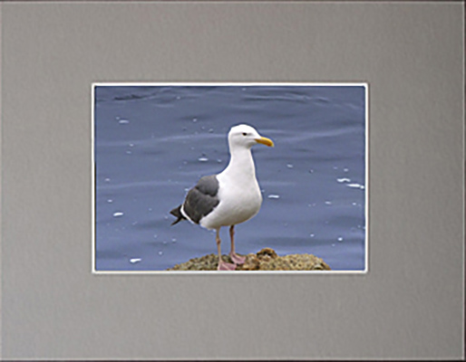 Photo Gray Bainbridge Archival Mat