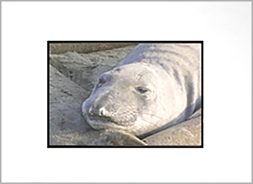 White with Black Core Bainbridge Archival Mat