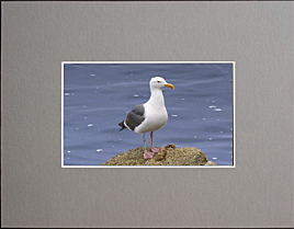 11" x 14" Grey Mat - 8" x 10" Window