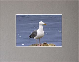 Photo Gray Mats