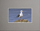 Photo Gray Mats