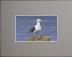 16" x 20" Grey Mat - 8" x 10" Window
