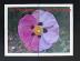 8x10 UV Plexiglass