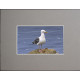 4" x 6" Blank Photo Gray Mat Board